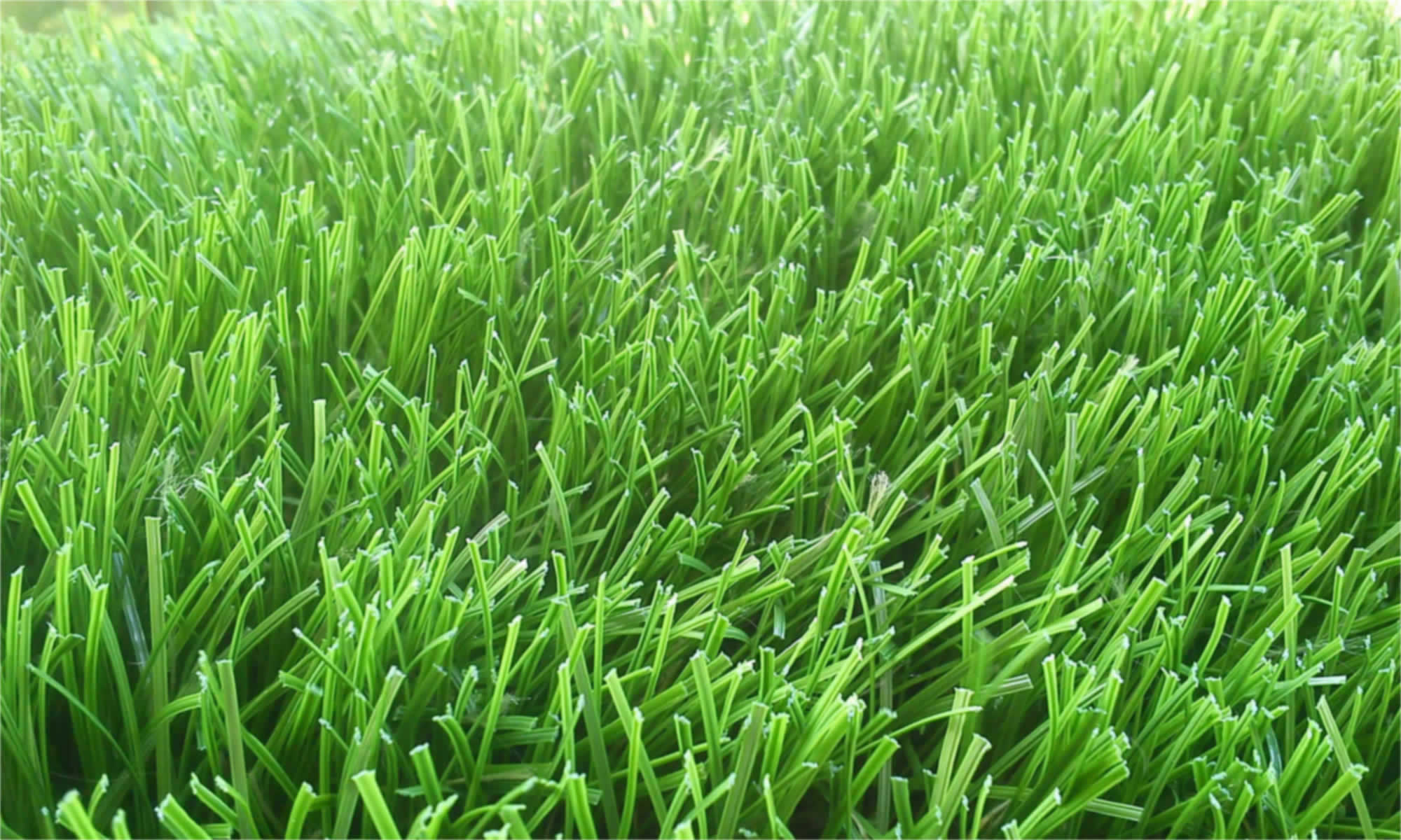 Contact Grass